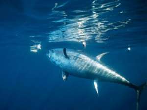 Ученые предвещают гибель крупных рыб-хищников к 2050 году