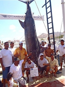 Рекорды рыбалки: У берегов Мексики пойман голубой марлин весом 550 кг
