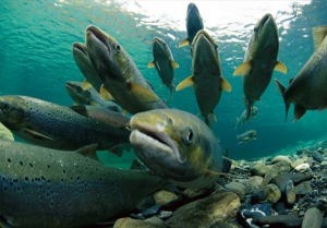 Рыбалка в Шотландии: Любители ловли лосося подали иск в Европейский суд