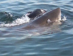 Рыбалка среди акул: страшно и интересно (фото и видео)