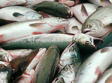 Рыбалка в Украине: В Луганской области гибнет тонна рыбы в день